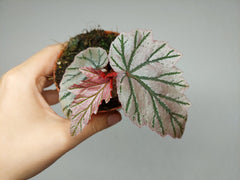 Begonia Lamoon