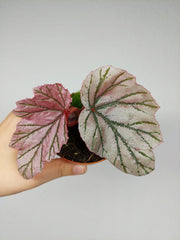 Begonia Lamoon