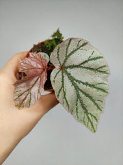 Begonia Lamoon