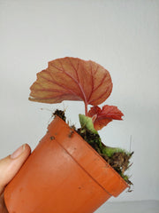Begonia Lamoon