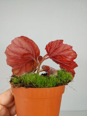 Begonia Lamoon
