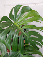 Monstera Green on Green