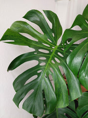 Monstera Green on Green