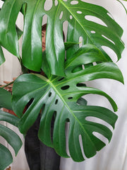 Monstera Green on Green