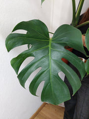 Monstera Green on Green