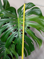 Monstera Green on Green