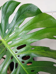 Monstera Green on Green