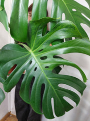 Monstera Green on Green