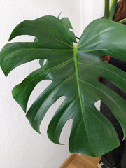 Monstera Green on Green