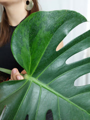 Monstera Green on Green