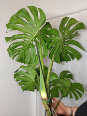 Monstera Green on Green