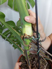 Monstera Green on Green