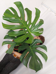 Monstera Green on Green