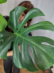 Monstera Green on Green