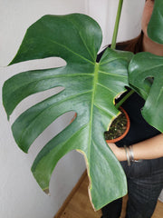 Monstera Green on Green