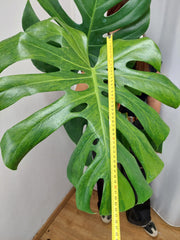 Monstera Green on Green