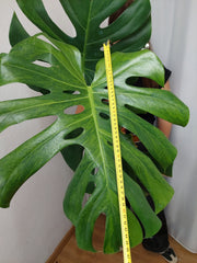 Monstera Green on Green