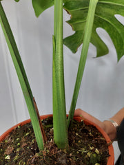 Monstera Green on Green