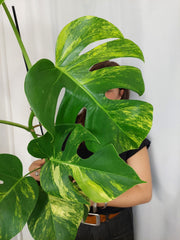 Monstera Aurea