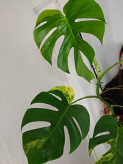 Monstera Aurea