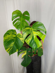 Monstera Aurea