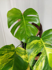 Monstera Aurea