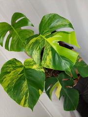 Monstera Aurea
