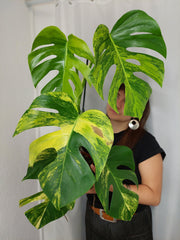 Monstera Aurea