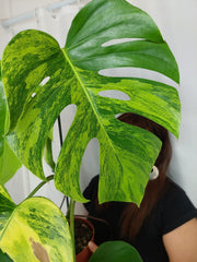 Monstera Aurea