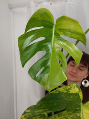 Monstera Aurea