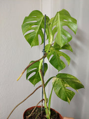 Monstera Aurea