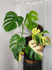 Monstera Aurea