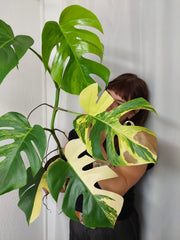 Monstera Aurea
