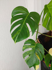 Monstera Aurea