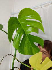 Monstera Aurea