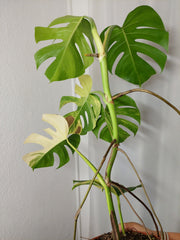 Monstera Aurea