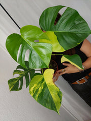 Monstera Aurea