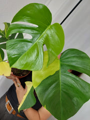 Monstera Aurea