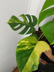 Monstera Aurea
