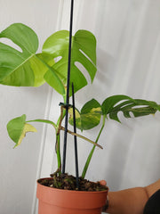 Monstera Aurea