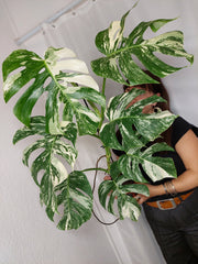 Monstera Variegata (zum aussuchen)
