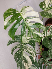Monstera Variegata (zum aussuchen)
