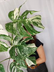 Monstera Variegata (zum aussuchen)