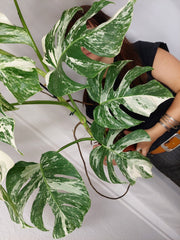 Monstera Variegata (zum aussuchen)