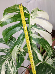 Monstera Variegata (zum aussuchen)
