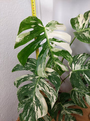 Monstera Variegata (zum aussuchen)