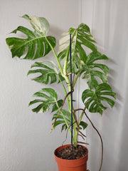 Monstera Variegata (zum aussuchen)