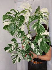 Monstera Variegata (zum aussuchen)
