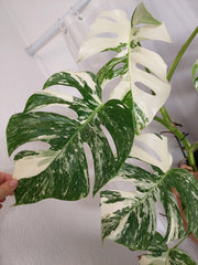 Monstera Variegata (zum aussuchen)