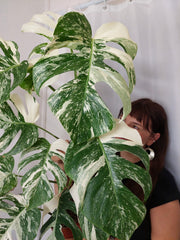 Monstera Variegata (zum aussuchen)